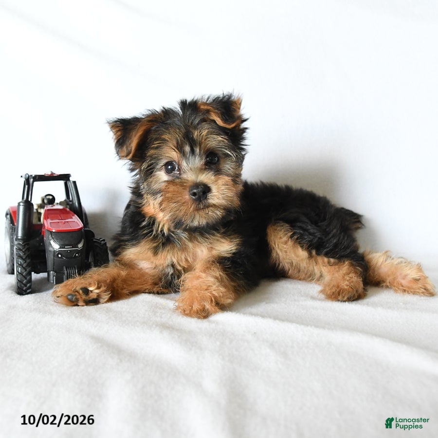 Yorkshire Terrier dogs Yoyo - Ad 2