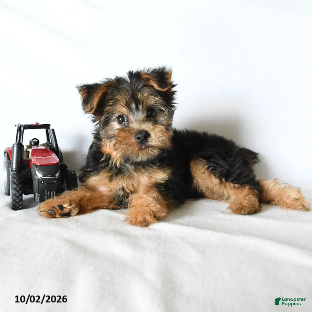 Yorkshire Terrier dogs for sale: Yoyo - Ad 2