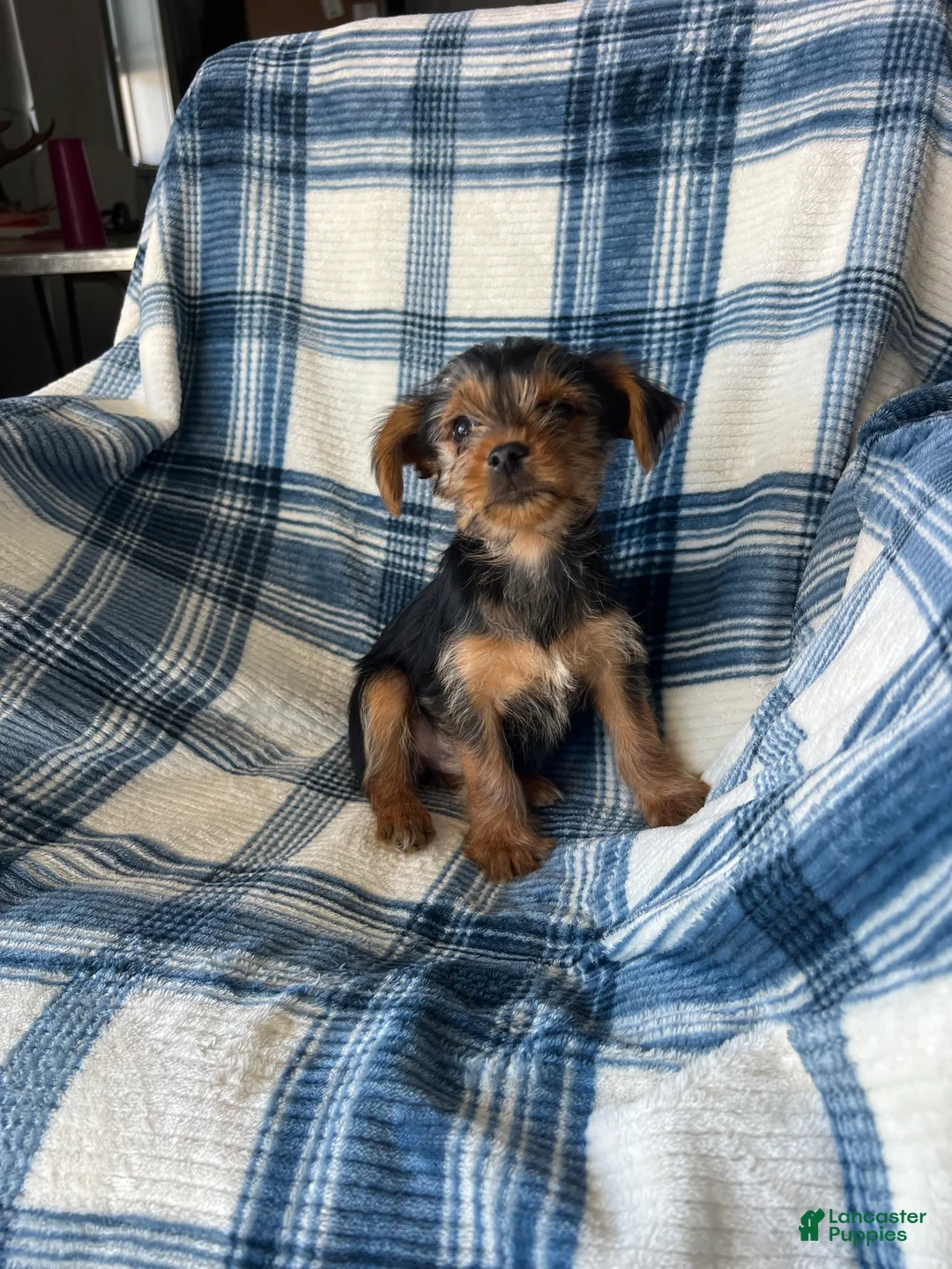 Yorkshire Terrier dogs for sale: Noah Boy - Ad 2