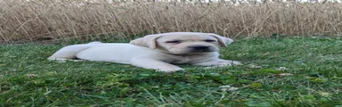 Jack