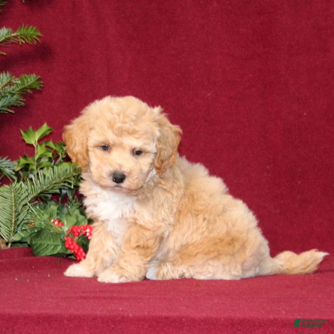 Bichpoo dogs for sale: Ella - Ad 2