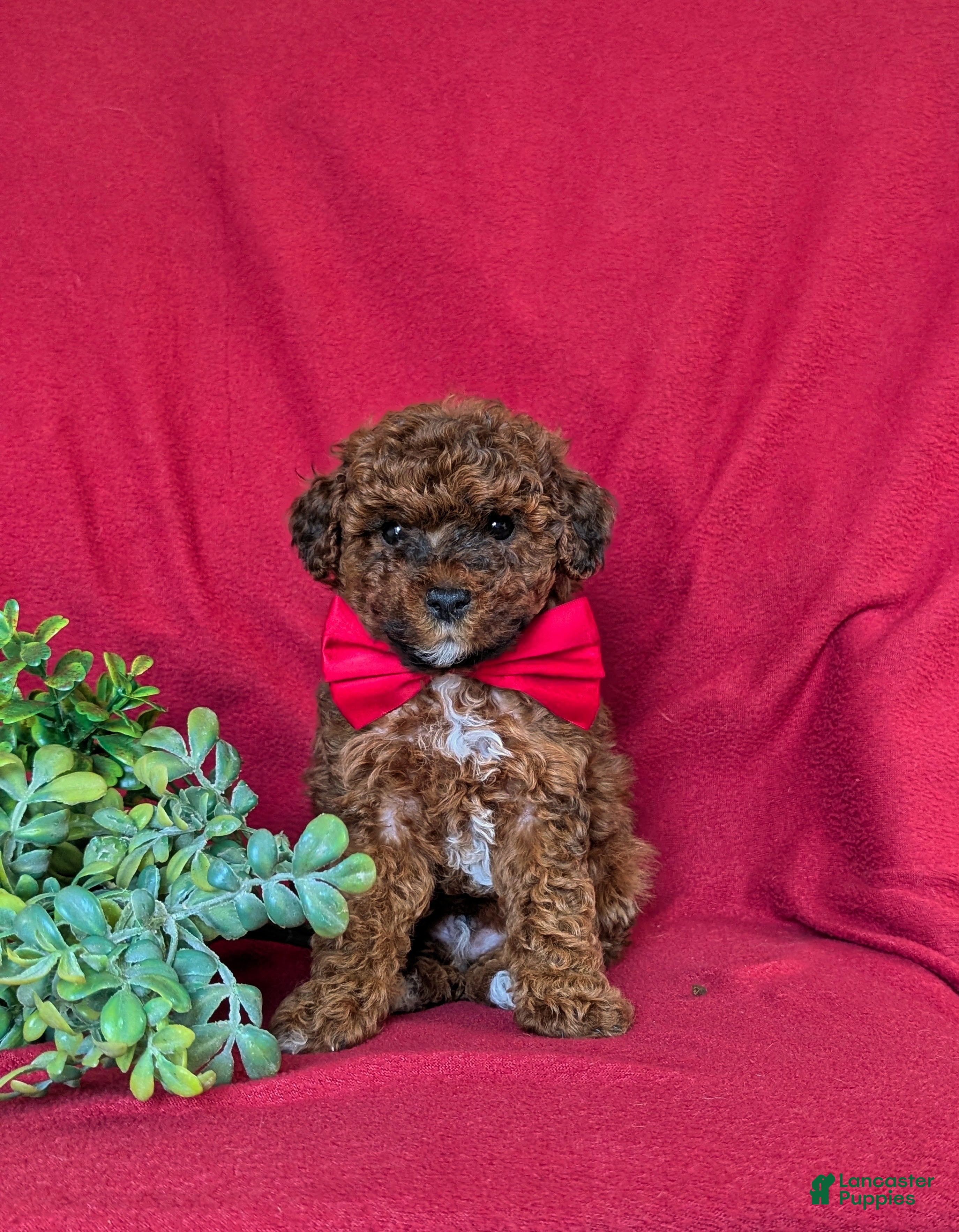 Lhasapoo dogs Delancey Hypoallergenic - Ad 2