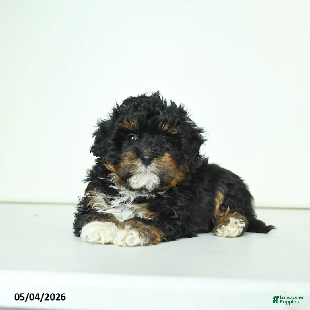 Havapoo dogs for sale: Harley - Ad 2