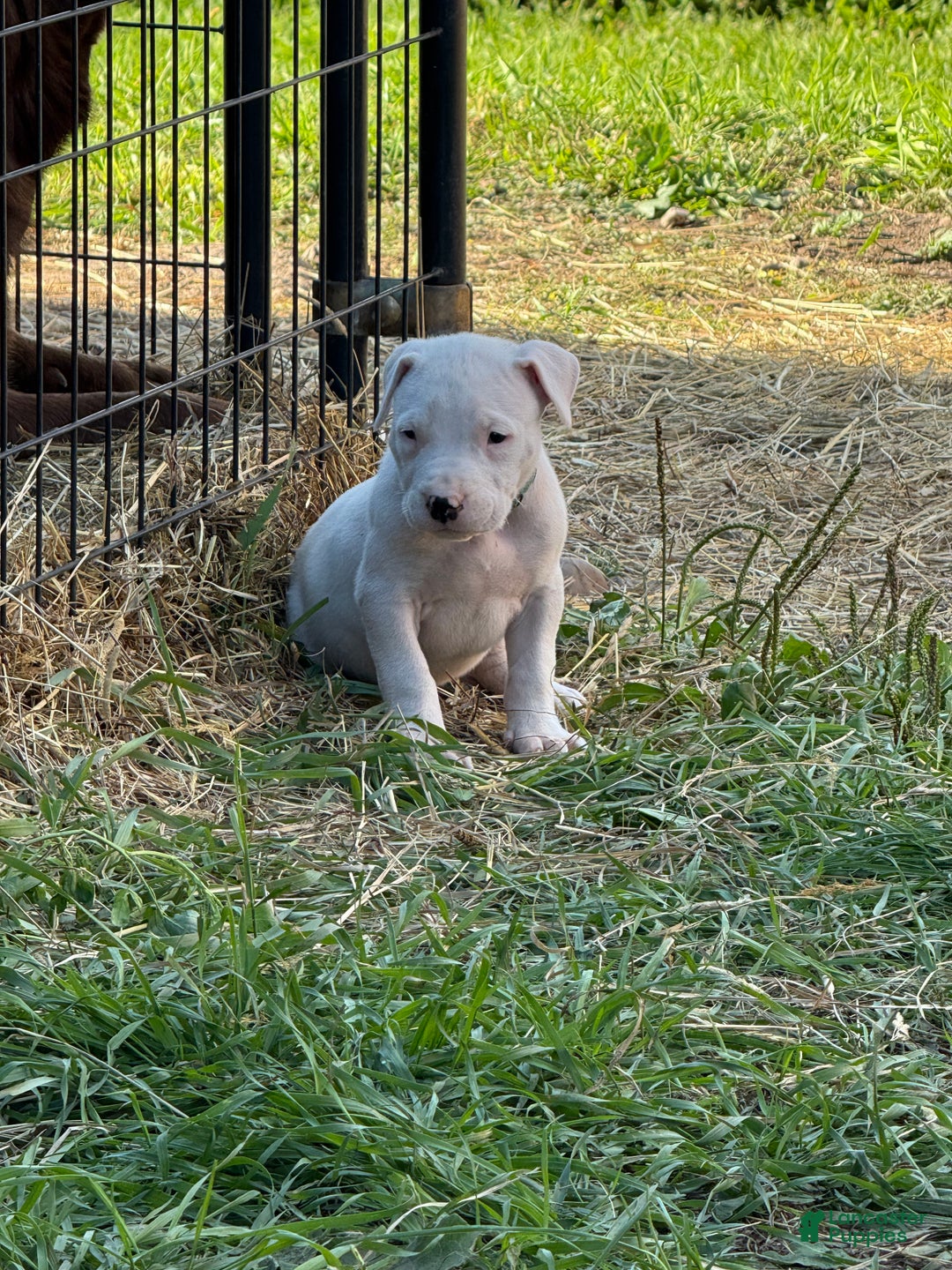 Dogo Argentino dogs for sale: Puppy M3 - Ad 20
