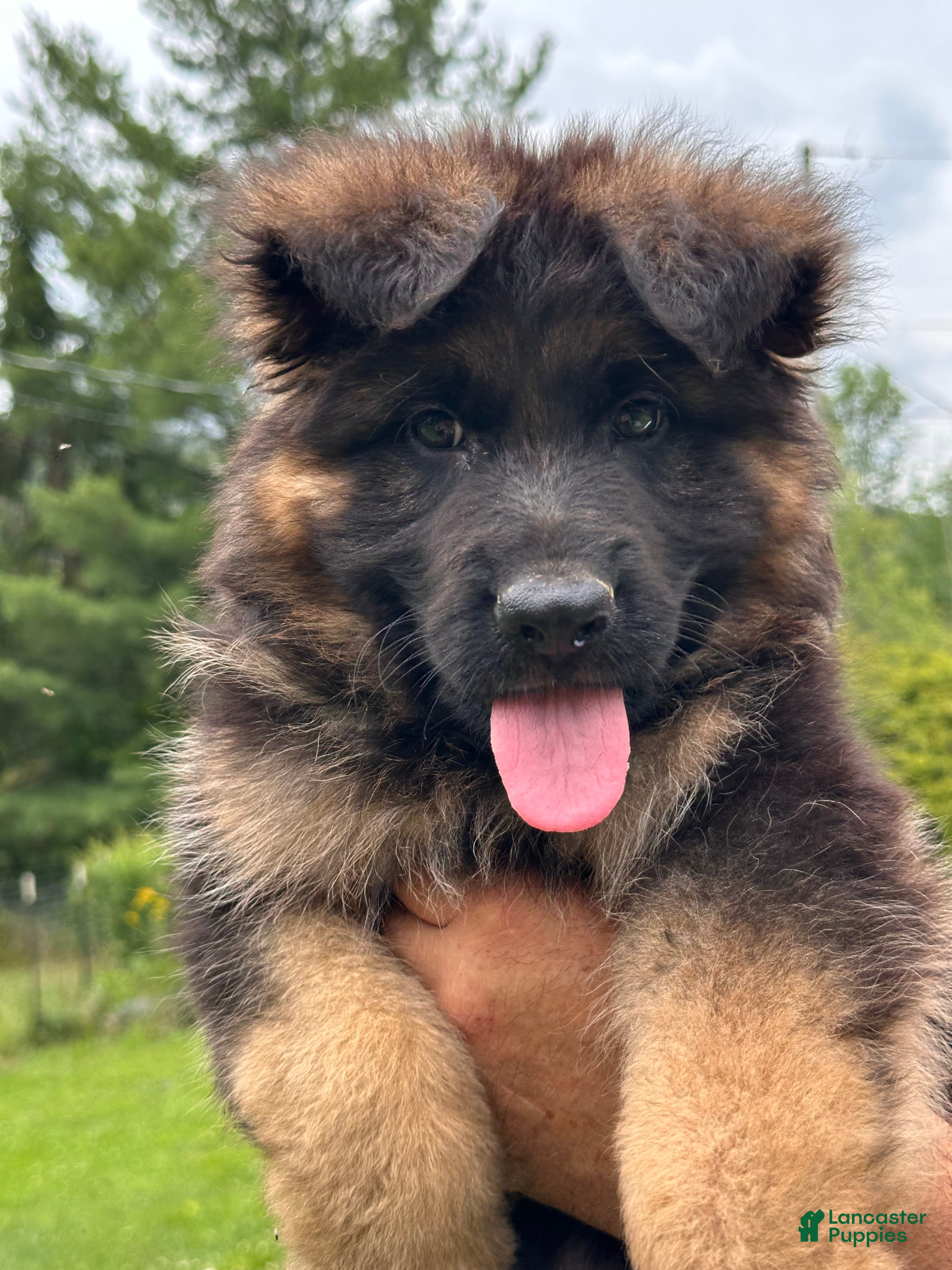 German Shepherd dogs Remy - Ad 2
