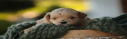 Shihpoo dogs for sale: Harold Shihpoo  - Ad 8
