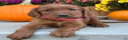 Irish Setter dogs for sale: Sadie - Ad 13
