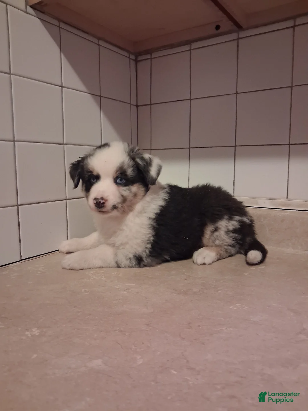 Miniature Australian Shepherd dogs for sale: Miniature Australian Shepherd 1 - Ad 1
