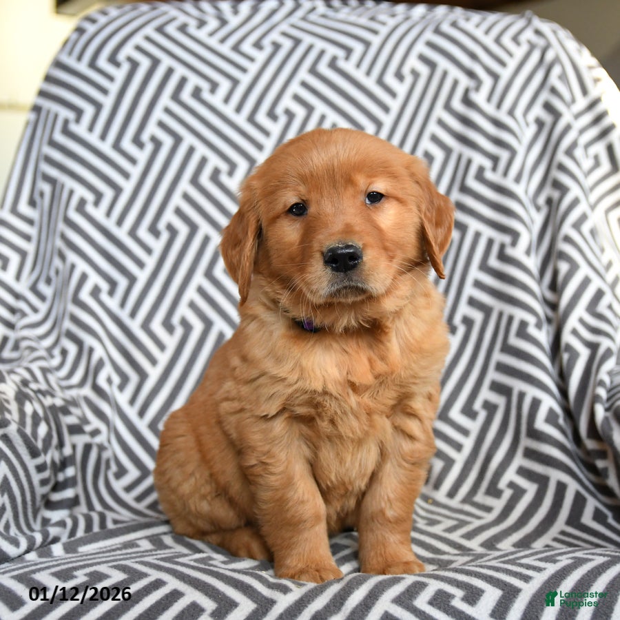 Golden Retriever dogs Lambchop - Ad 39