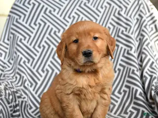 Golden Retriever dogs Lambchop - Ad 7