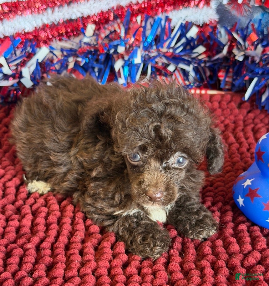 Toy Poodle dogs Brownie  - Ad 36