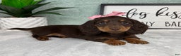 Miniature Dachshund dogs for sale: Dior  - Ad 2
