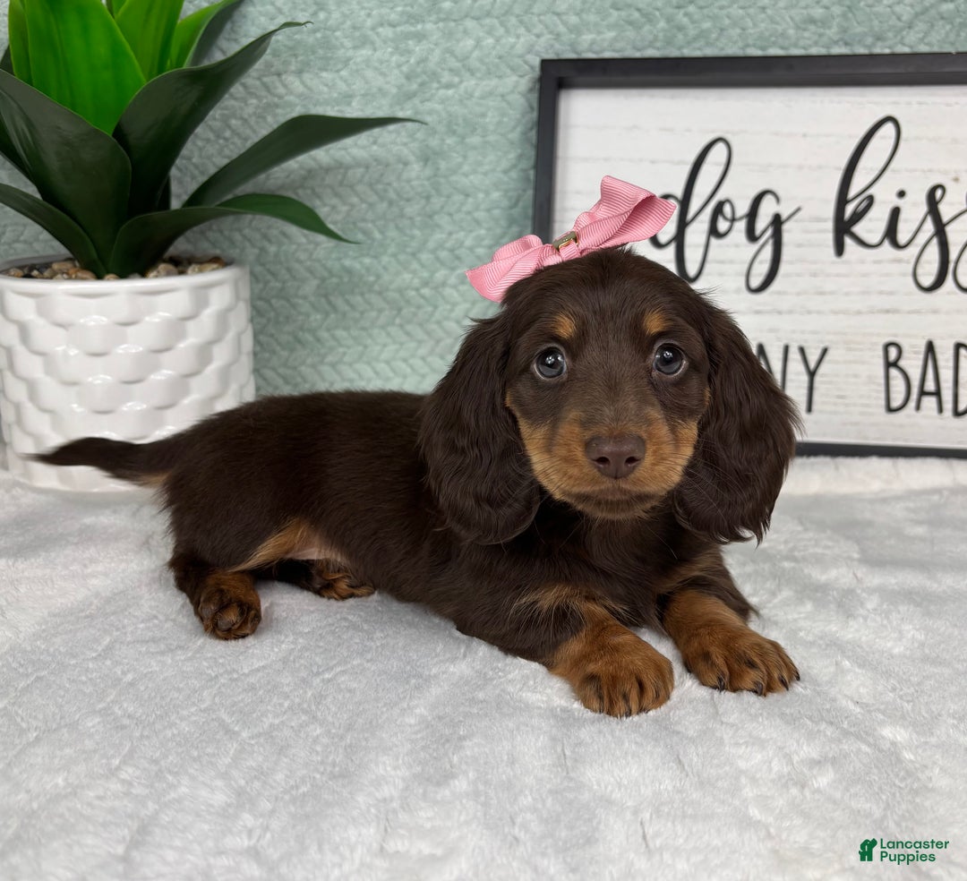 Miniature Dachshund dogs for sale: Dior  - Ad 2