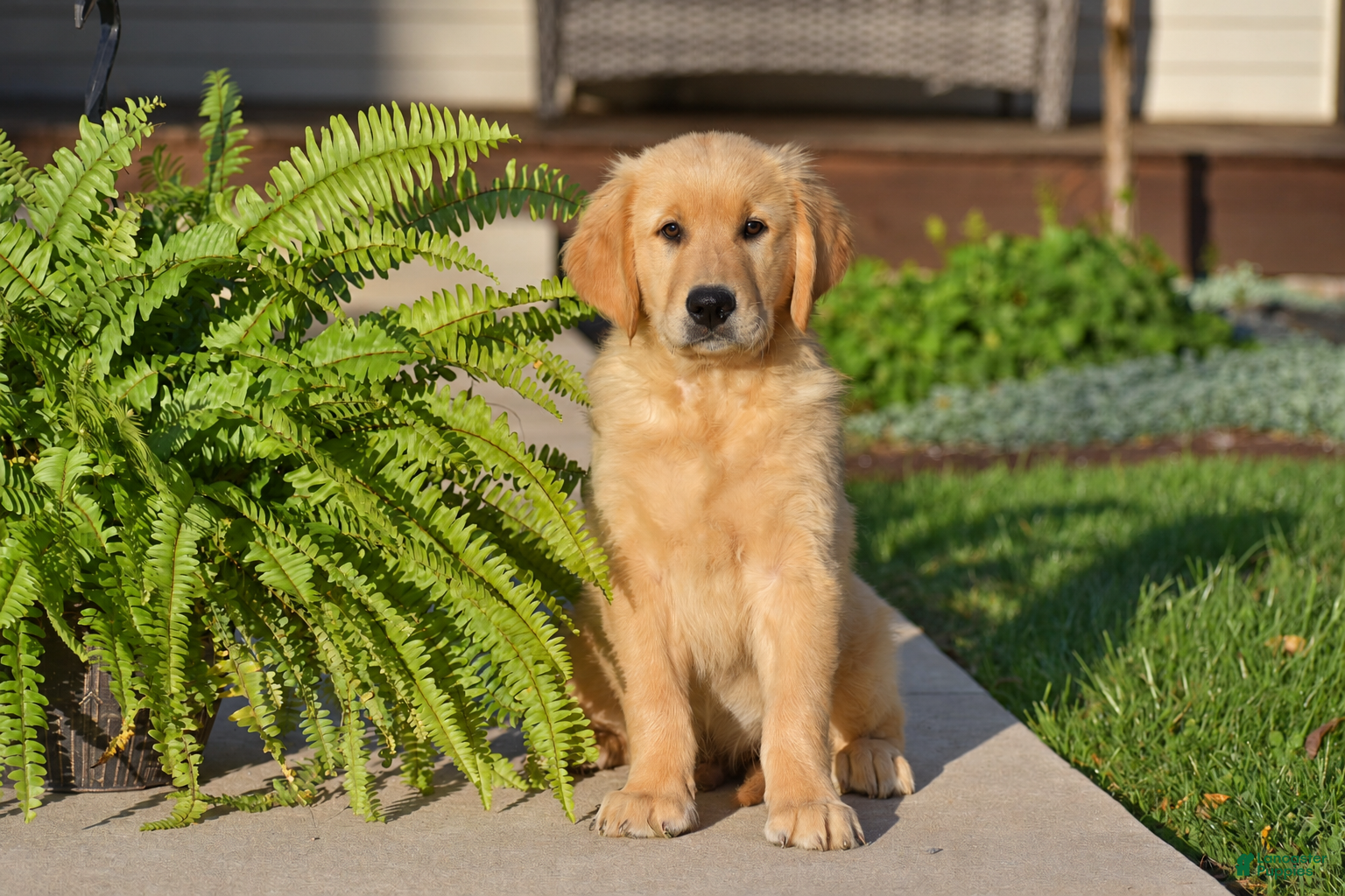 Golden Retriever dogs for sale: Peter - Ad 1