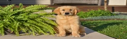 Golden Retriever dogs for sale: Peter - Ad 1