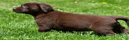 Labrador Retriever dogs for sale: Libby - Ad 2