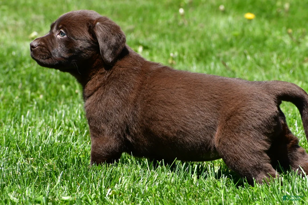 Labrador Retriever dogs for sale: Libby - Ad 2