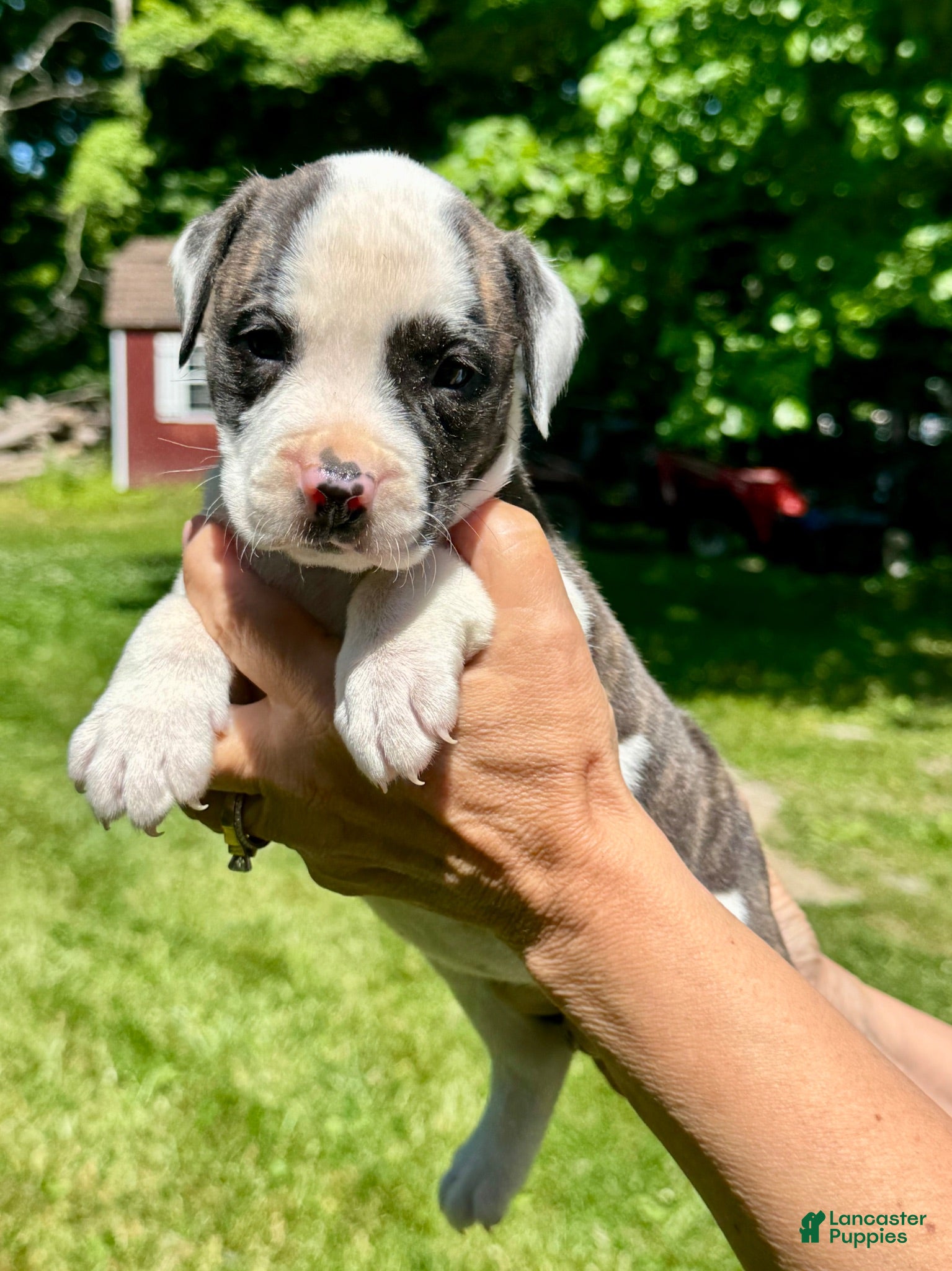 American Bulldog dogs Female 1 - Ad 1