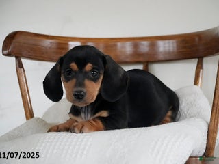 Miniature Dachshund dogs - Ad 30