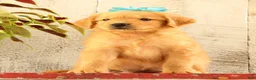Golden Retriever dogs for sale: Nelson - Ad 3