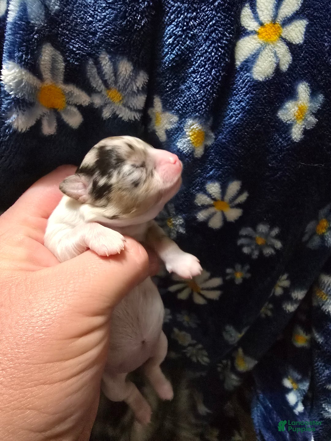 Chihuahua dogs for sale: Mercedes - Ad 2