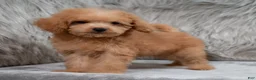Mini Goldendoodle dogs for sale: Lily ID: 3854 - Ad 5