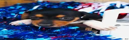 Miniature Dachshund dogs for sale: Brandy - Ad 7