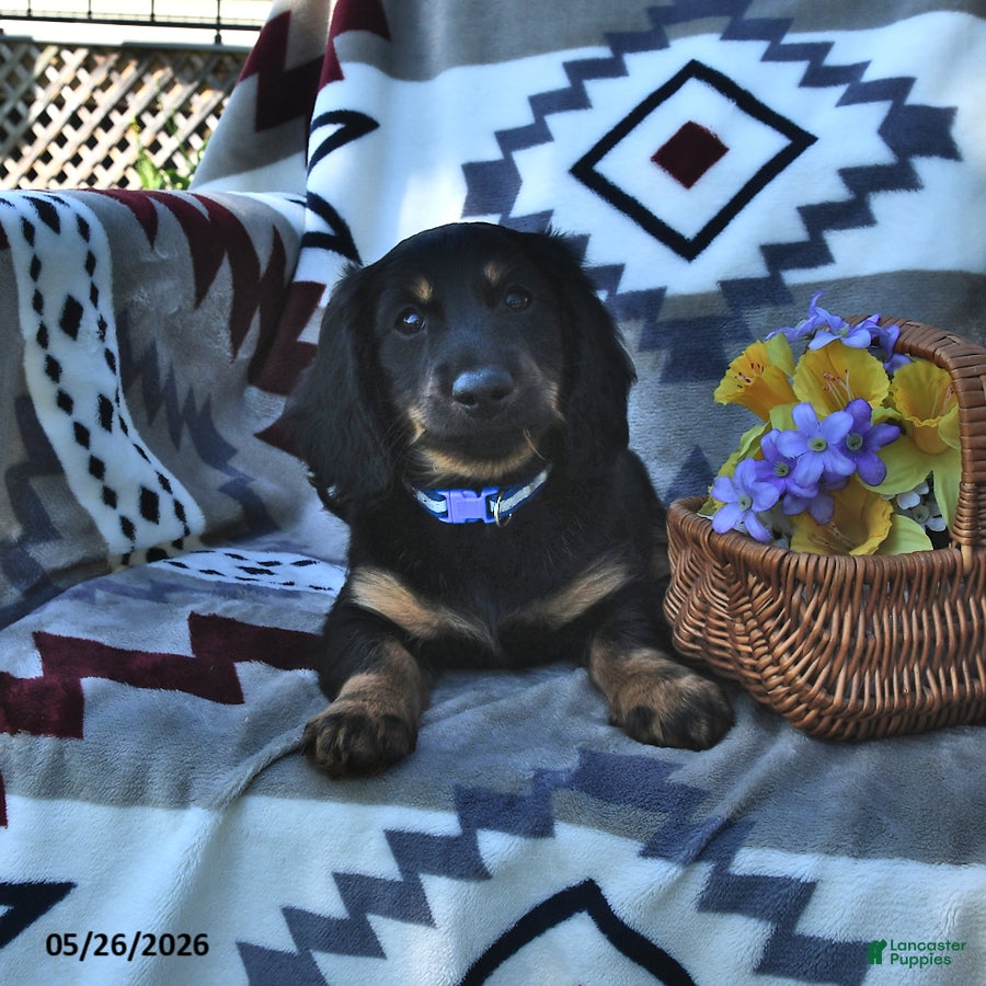 Miniature Dachshund dogs Buddy - Ad 1