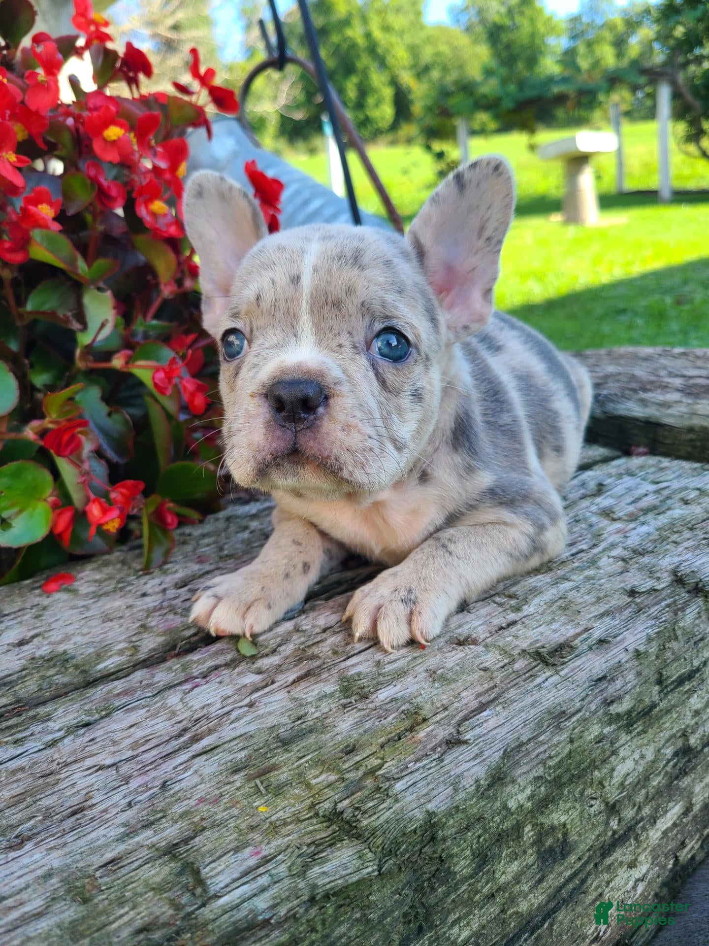 Frenchton dogs Micky - Ad 1
