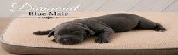 Great Dane dogs for sale: Diamond - Ad 3