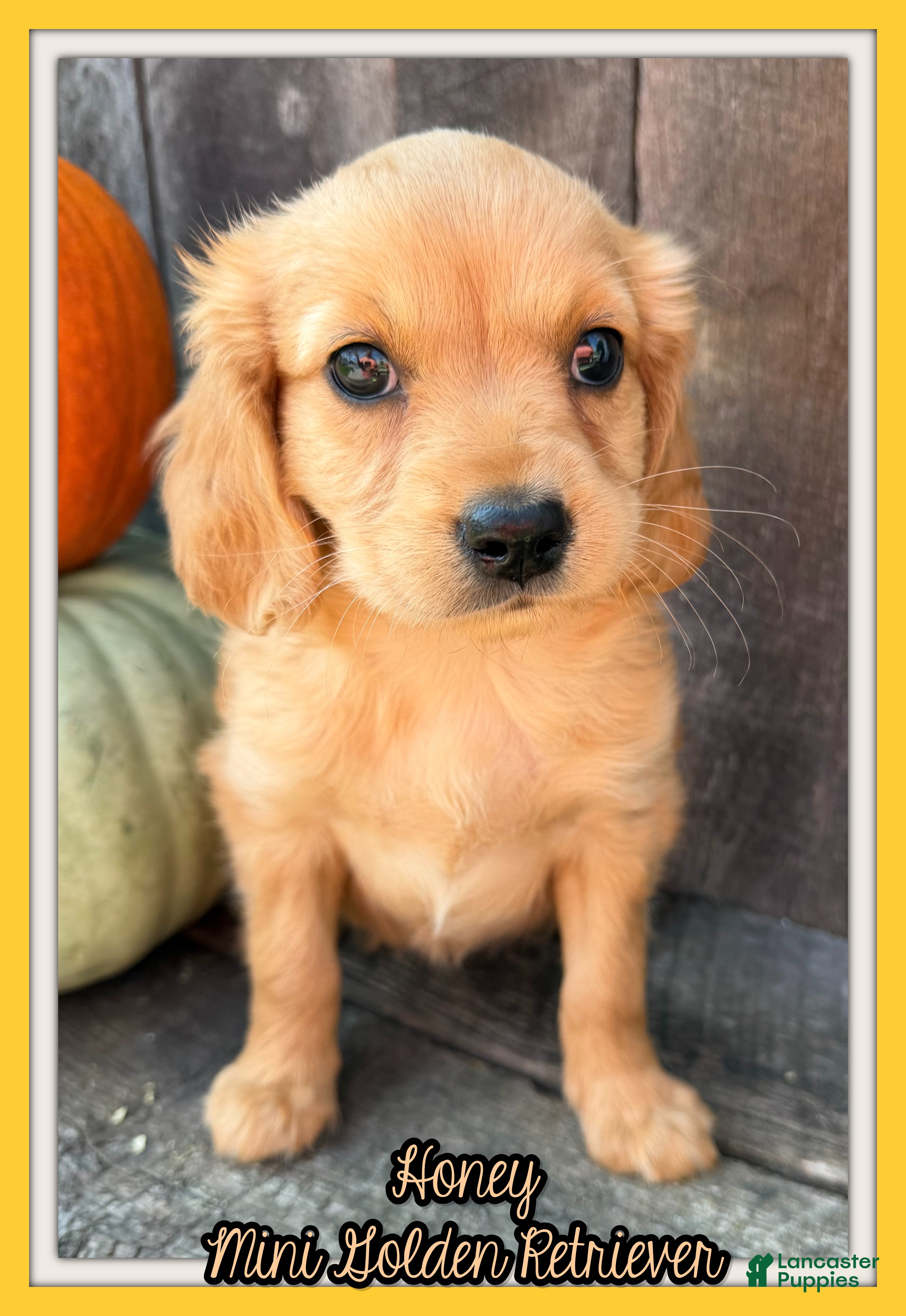Miniature Golden Retriever dogs Honey Female Mini Golden Retriever - Ad 5