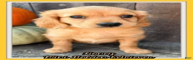 Honey Female Mini Golden Retriever