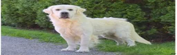 Golden Retriever dogs for sale: Freya - Ad 3