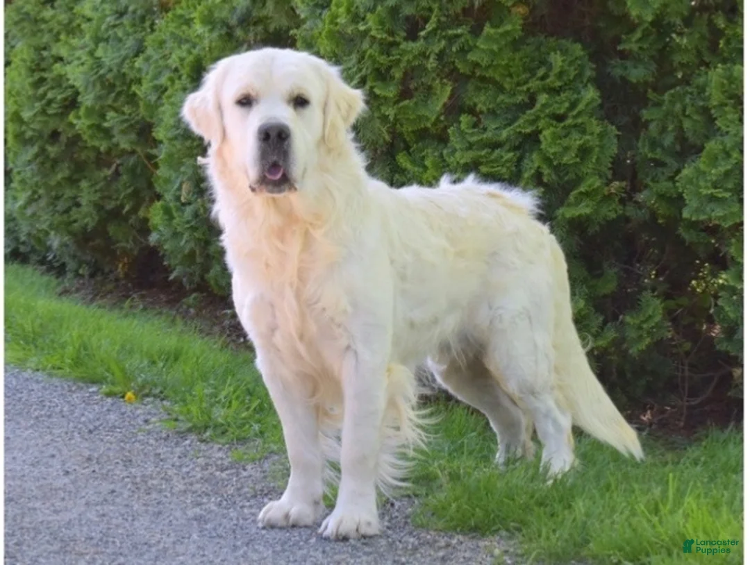 Golden Retriever dogs for sale: Freya - Ad 3
