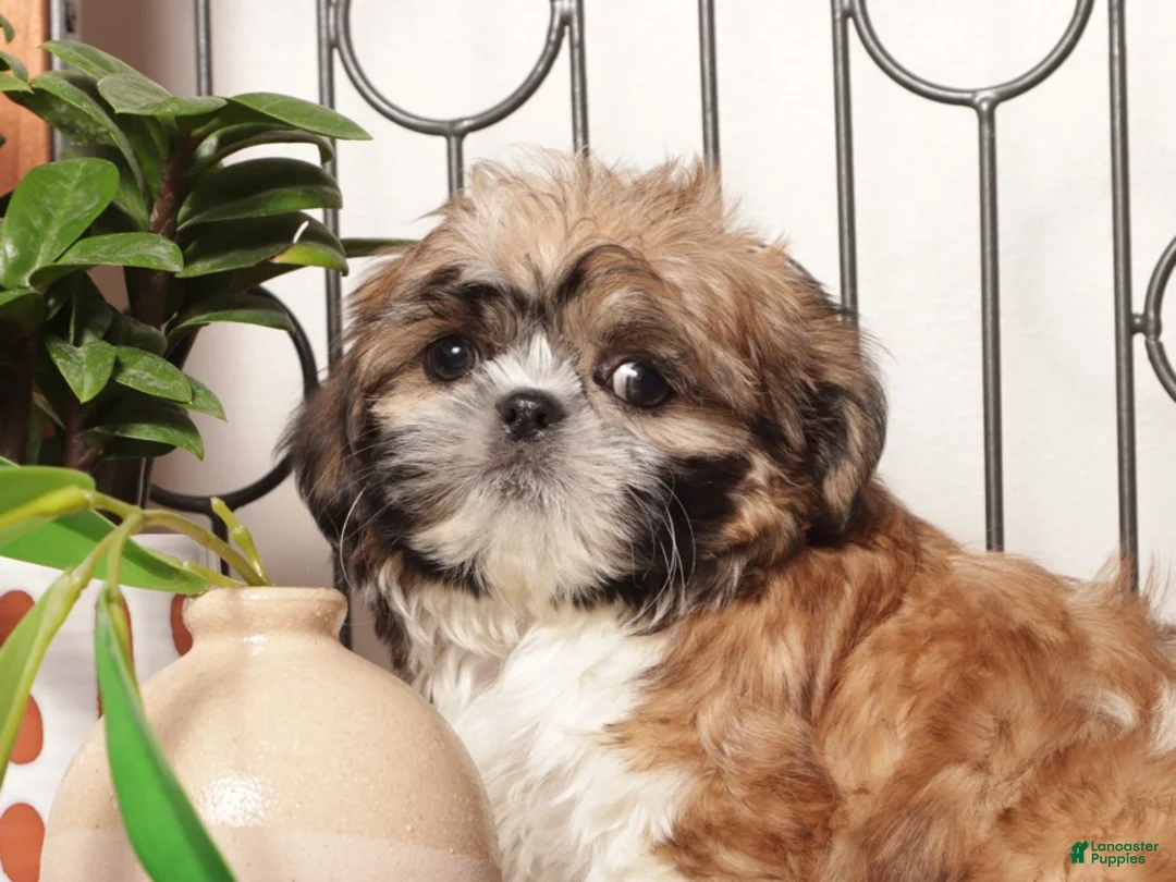 Shih Tzu dogs for sale: Roo Happy Little Shihtzu  - Ad 3