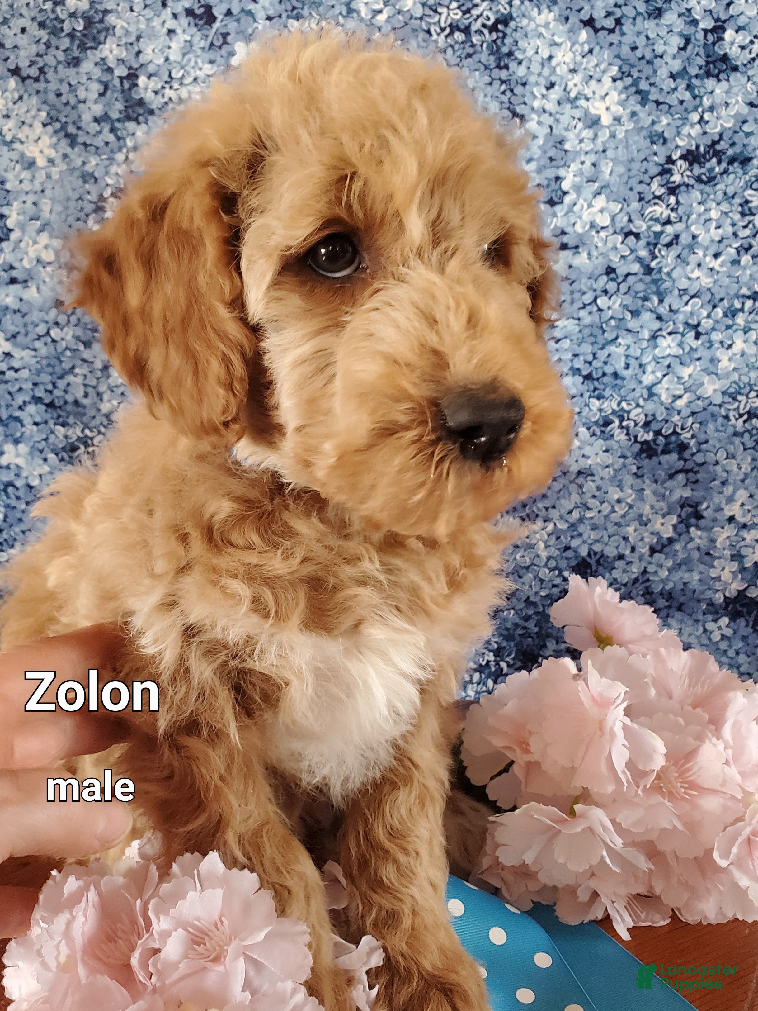 Mini Goldendoodle dogs Zolon - Ad 2