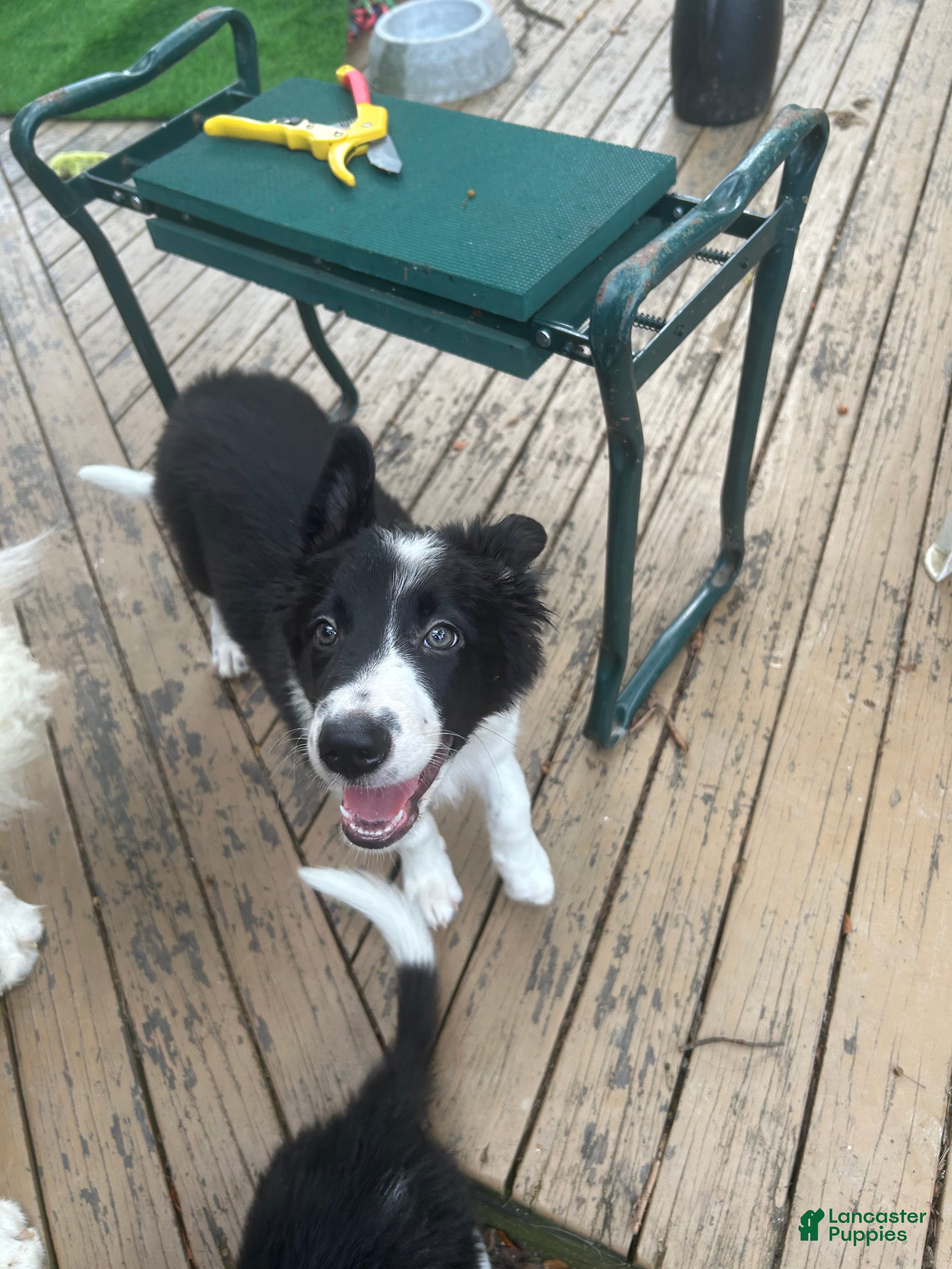 Border Collie dogs Jedi - Ad 1