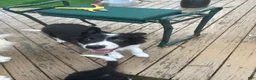 Border Collie dogs for sale: Jedi - Ad 1