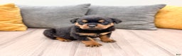 Rottweiler dogs for sale: Bear - Ad 7