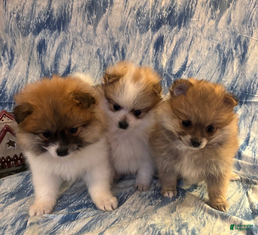 Pomeranian dogs for sale: Sassy - Ad 7