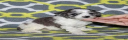 Miniature Poodle dogs for sale: Reserved Harlee’s black merle parti female - Ad 4