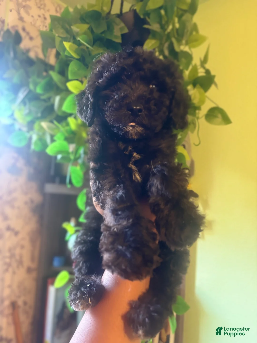 Mini Goldendoodle dogs for sale: Panther - Ad 2