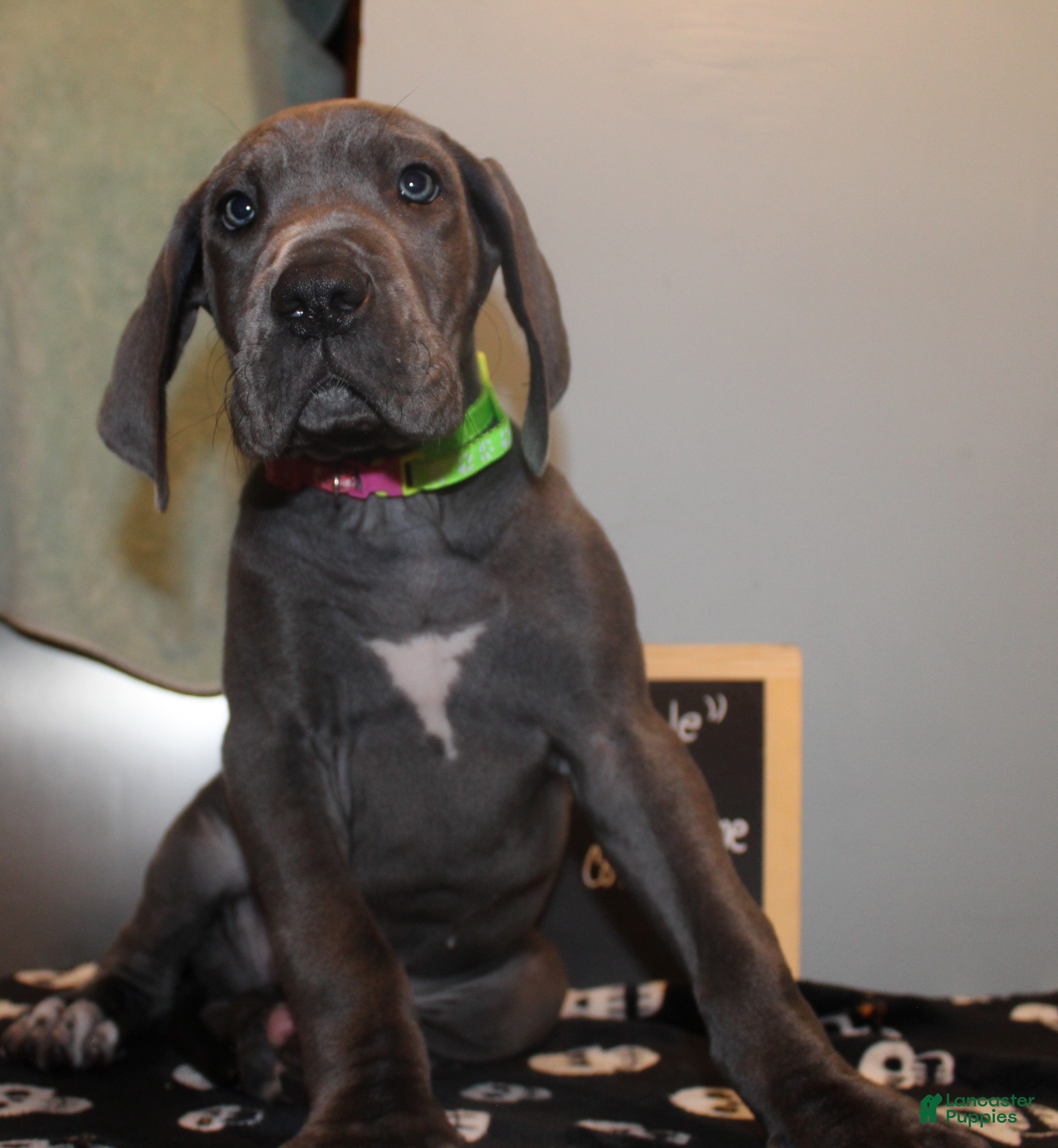 Great Dane dogs Coraline - Ad 9