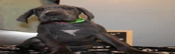 Great Dane dogs for sale: Coraline - Ad 1