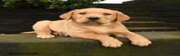 Labrador Retriever dogs for sale: Ginger - Ad 3