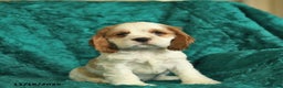 Cocker Spaniel dogs for sale: Aspen  - Ad 4