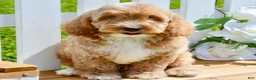 Cockapoo dogs for sale: Tim - Ad 4