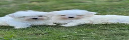 Maltese dogs for sale: Maltese Puppy 1 - Ad 6