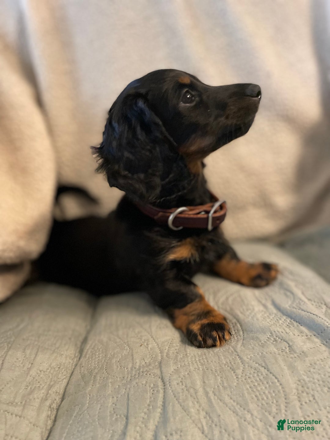 Miniature Dachshund dogs for sale: Milo - Ad 3