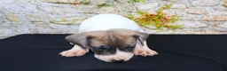 Great Dane dogs for sale: Janie - Ad 5